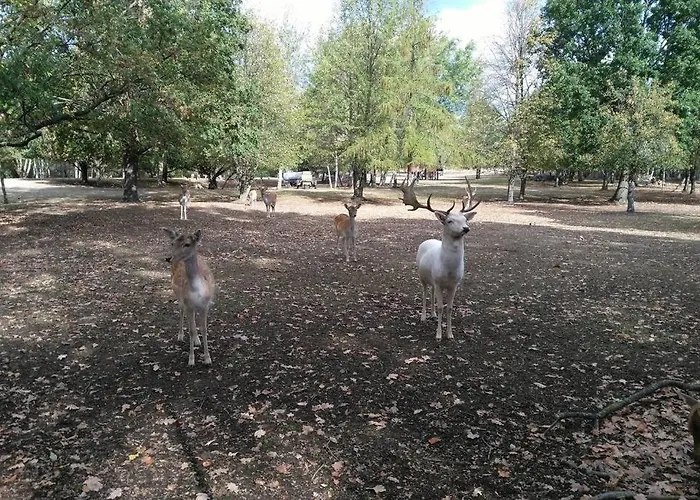 Rietschen, Erleben Apartment Rietschen